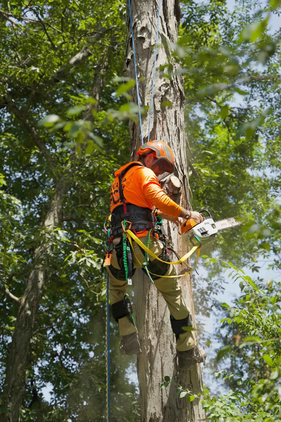 Swamp Fox Tree Co. climber completing precision work in the tree